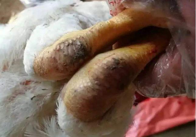 滑液囊支原体后期怎么治疗,滑液囊支原体能治好吗