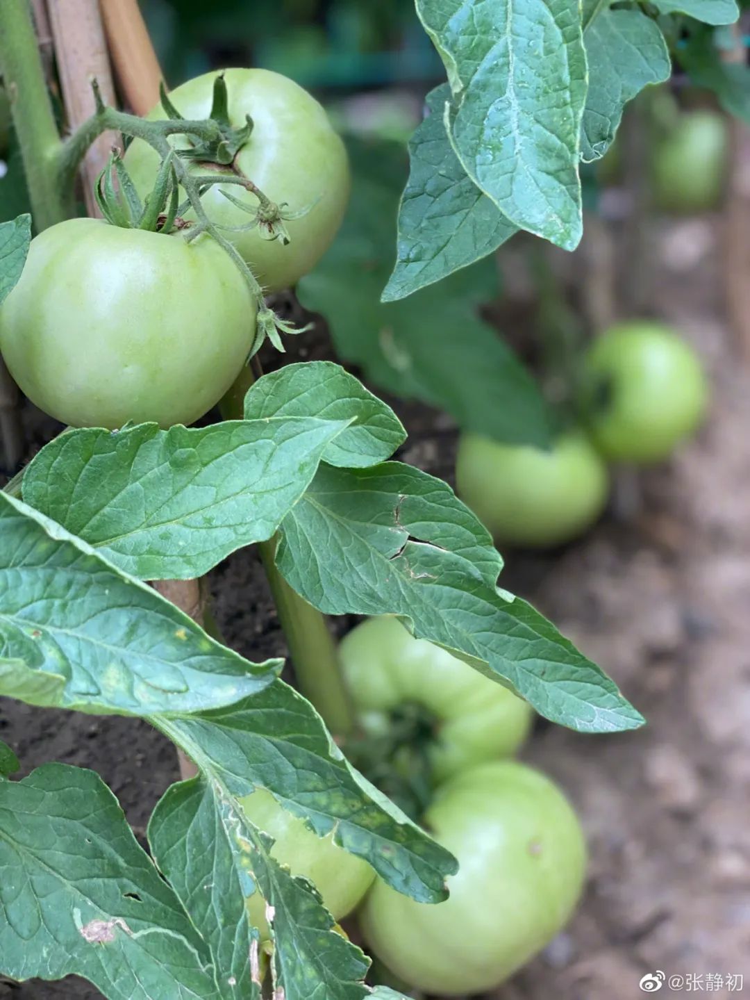 消失6年后，张静初单身生活首曝光！独居大House，与满屋破烂作伴