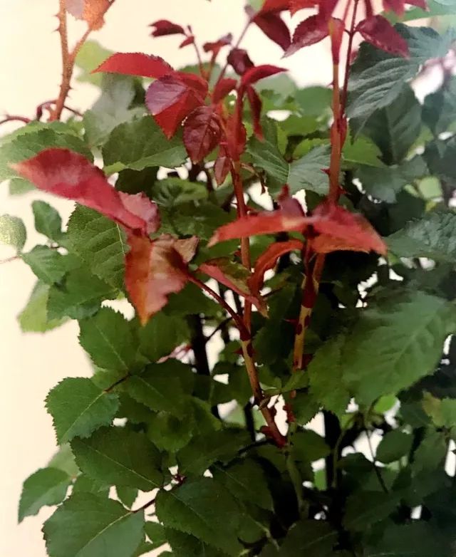 玫瑰爆芽初期怎么爆更多芽,玫瑰爆根的方法