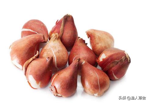 荷兰郁金香当年有多疯狂,重温荷兰在世界杯的辉煌