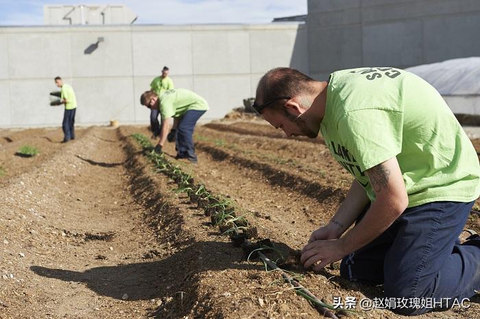 园艺疗法服务方案,园艺疗法治愈案例