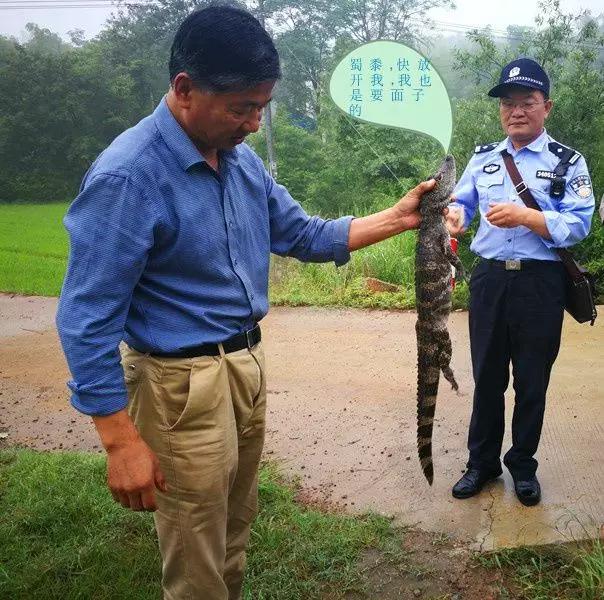 还没看《神奇动物在哪里》？没关系，你错过的神奇动物都在这里