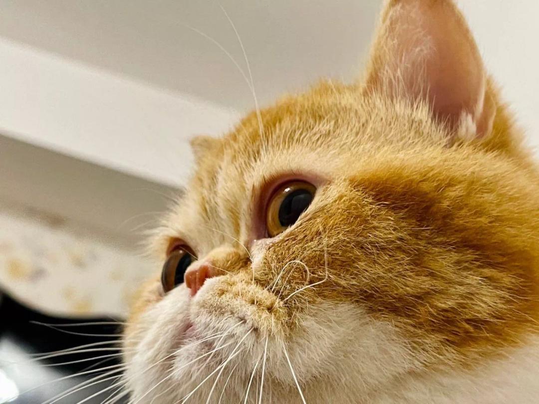 养猫人哭了 (朝九晚五适合养猫吗)