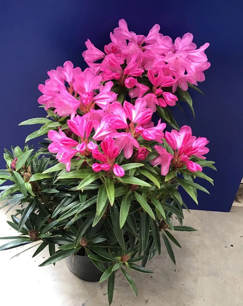 杜鹃花成了光杆戴上塑料袋能活吗,杜鹃花掉花苞后如何管理