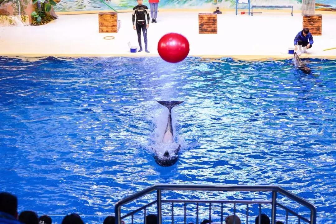 临沂海洋世界优惠券,临沂海洋世界特惠票