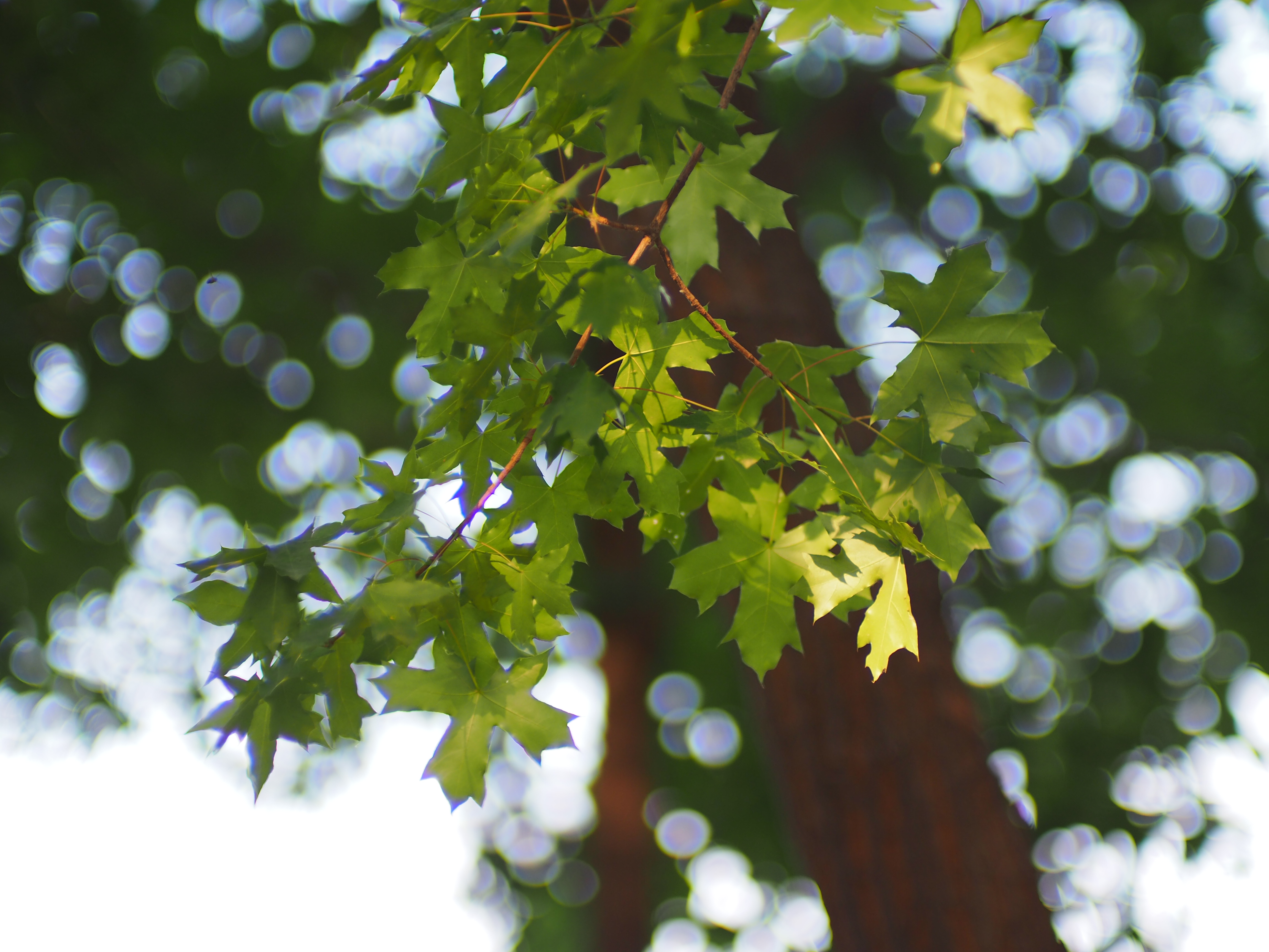 kamlan50mmF1.1镜头测评