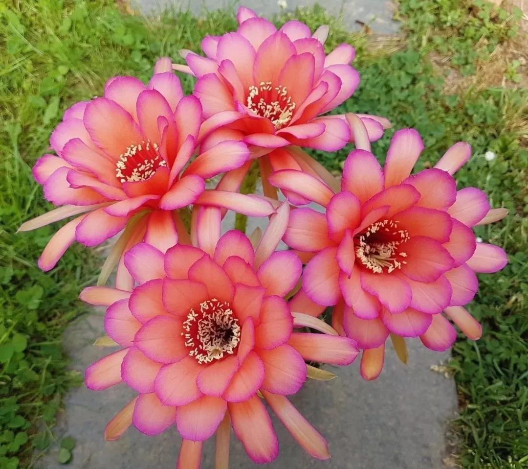 100种仙人球的品种视频,仙人球100种图片高清大图