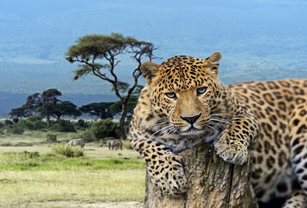 世界上宝藏最多的国家,世界亲华国家有哪些国