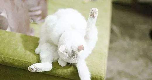 猫咪舔毛是为了清洁么,猫咪舔毛时有哪些不能做的