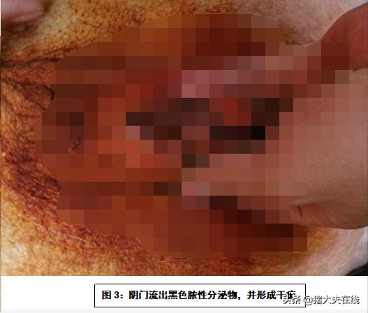 母猪产后胎衣不下该怎么治疗,母猪产后不食无乳怎么回事