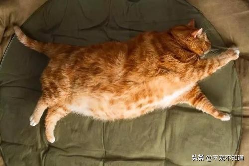 猫咪超过三天不吃东西——谨慎有疾病潜伏