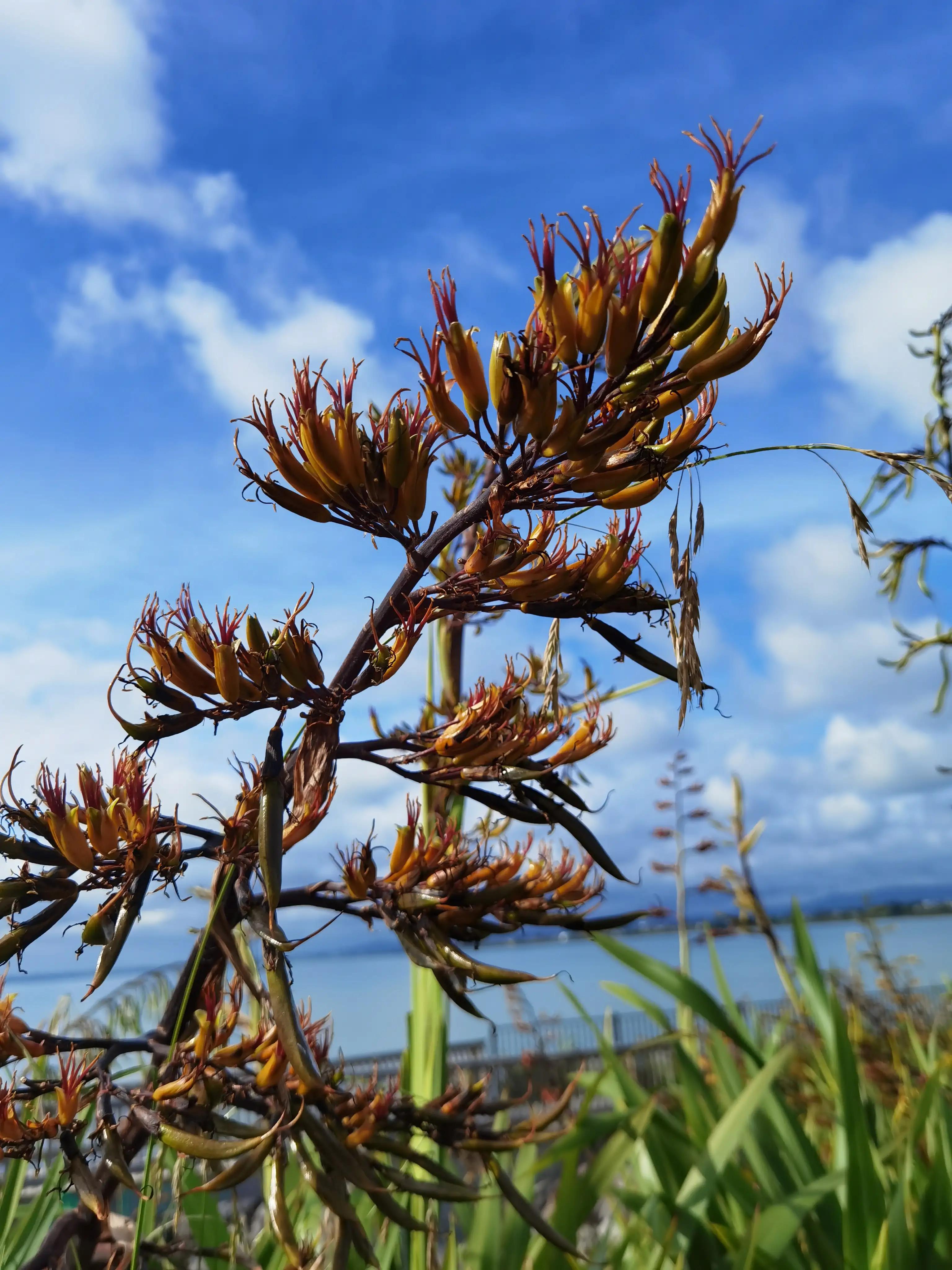 我爱全身是宝的新西兰麻