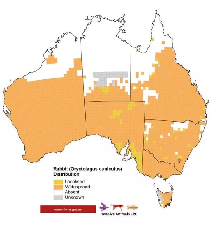 澳洲野兔成灾成灾黑白视频,澳大利亚野兔繁衍成灾视频