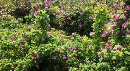 家门口有人偷花怎么办,遇到贪小便宜的人怎么办