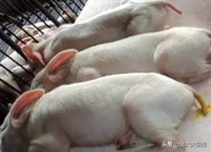 哺乳仔猪拉稀用什么类的药最好,十个养猪小妙招