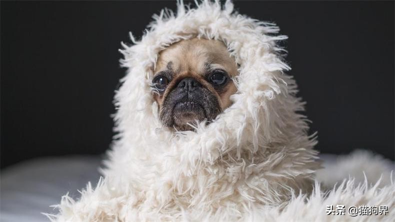 哪种狗狗体型非常小又比较好养,狗狗种类什么狗最好养又听话