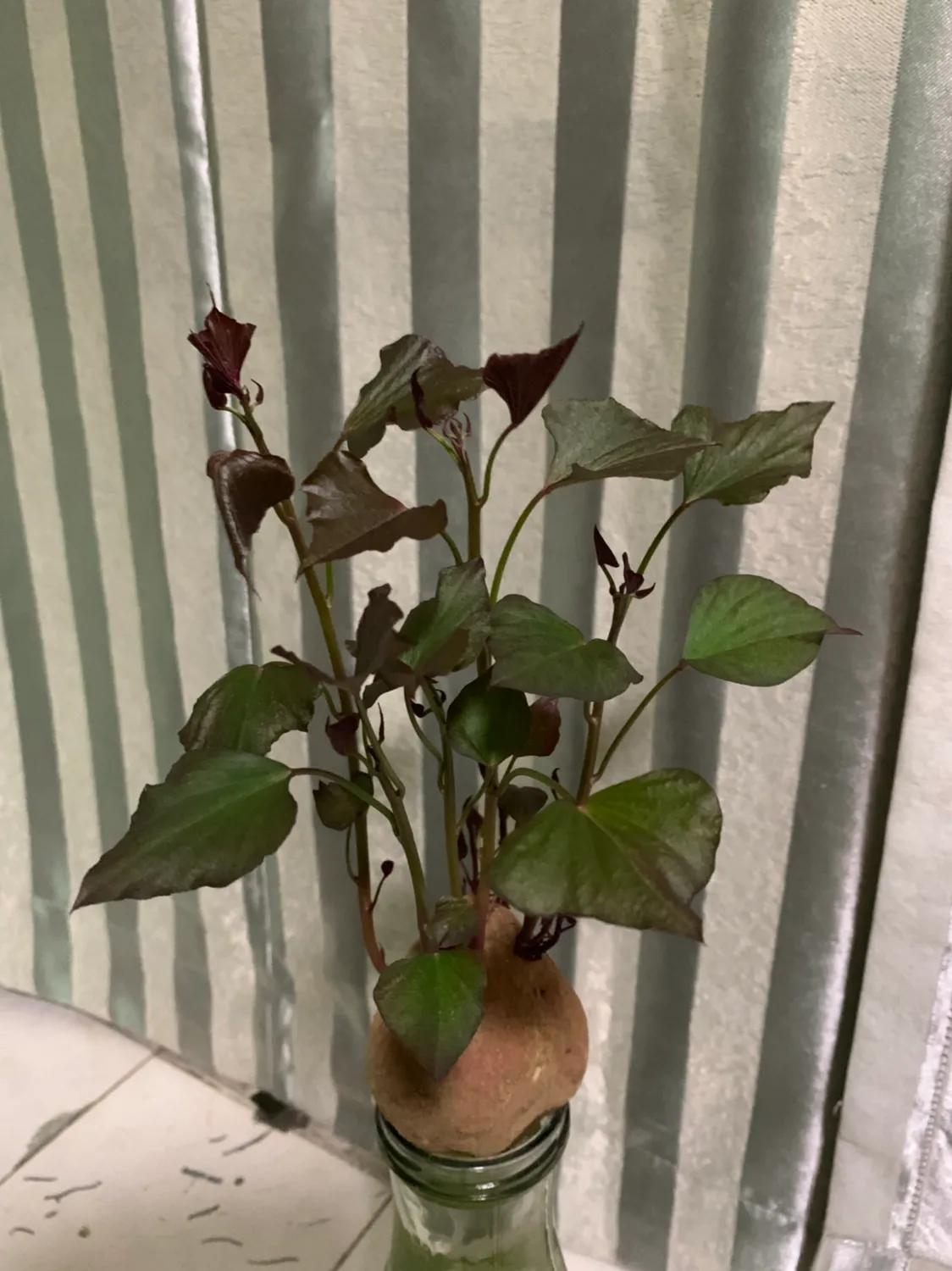 青少年打嗝怎么处理,孩子总打嗝怎么处理