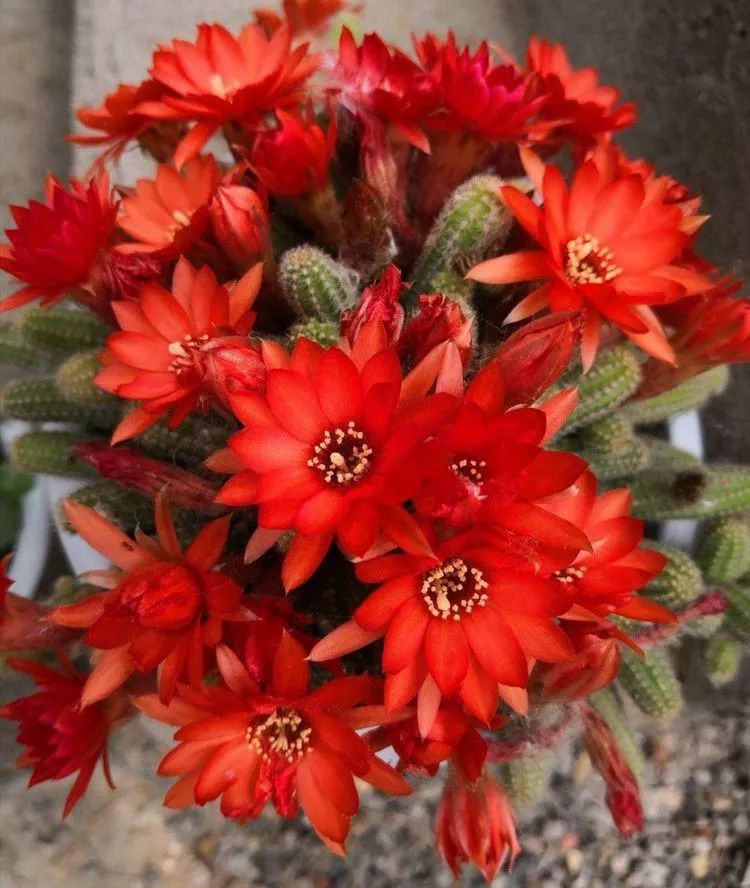 一花一叶一世界多肉,一花一世界多肉之美