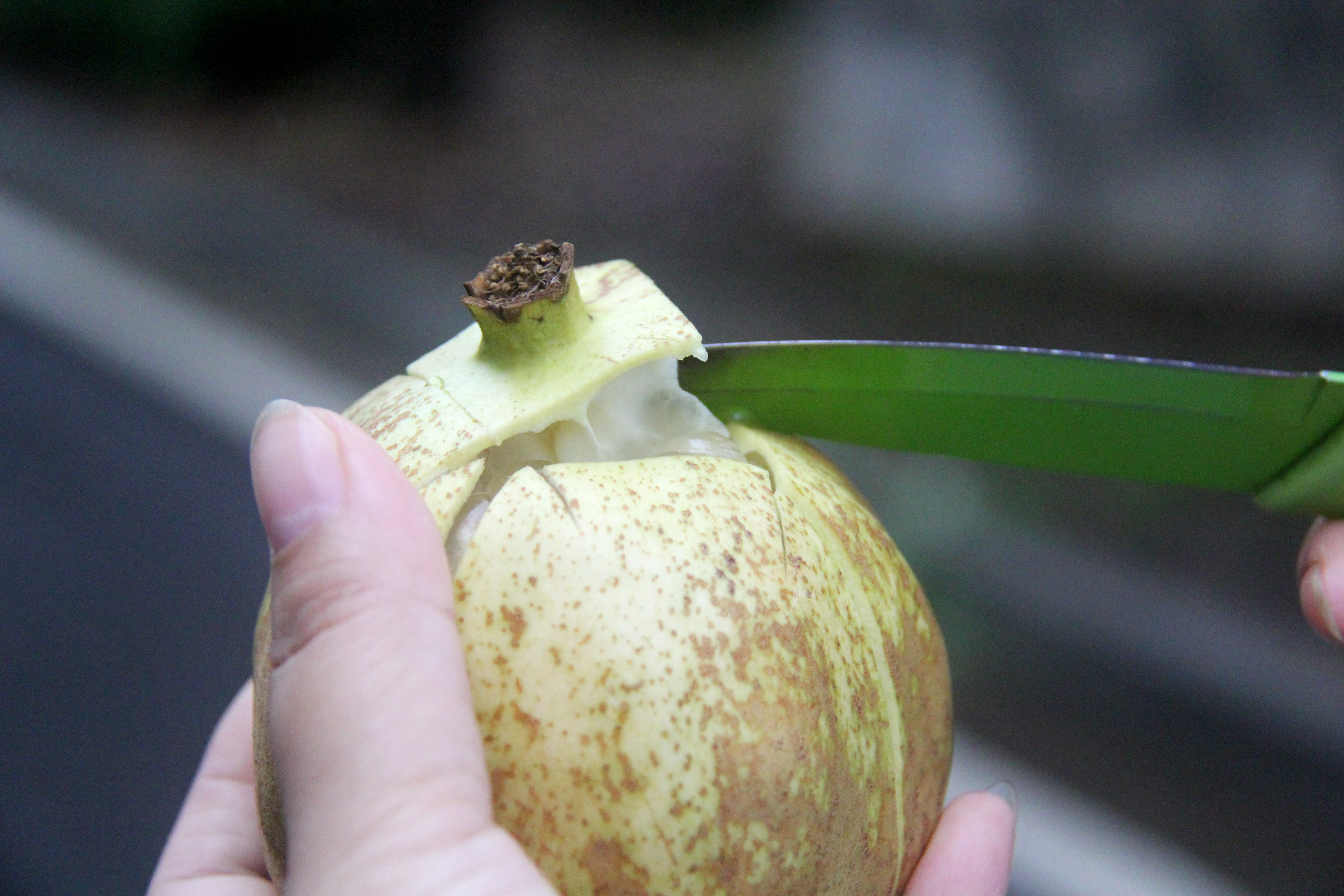 玉石籽石榴花色,白花玉石籽石榴历史