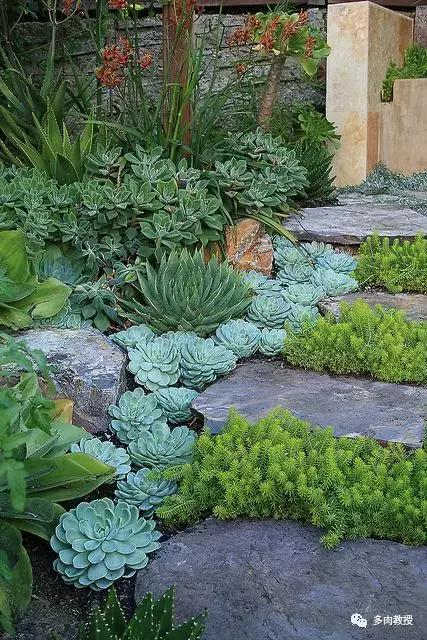 多肉发黄变软的叶子应怎么处理,多肉叶子发软发黄是什么原因呢