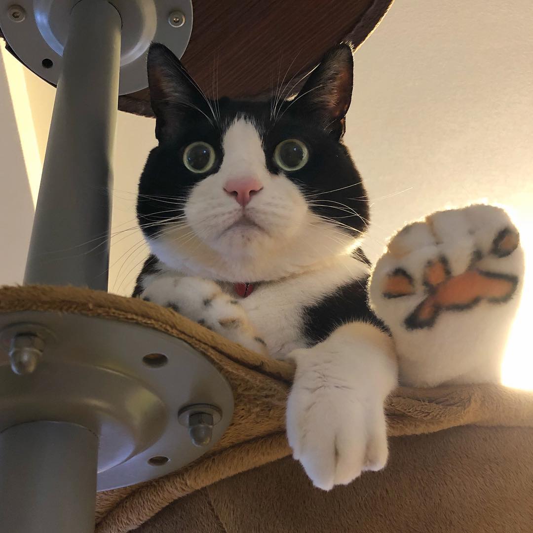 猫咪胆小怕应激怎么锻炼带它出门,怎么改善猫咪胆小的性格