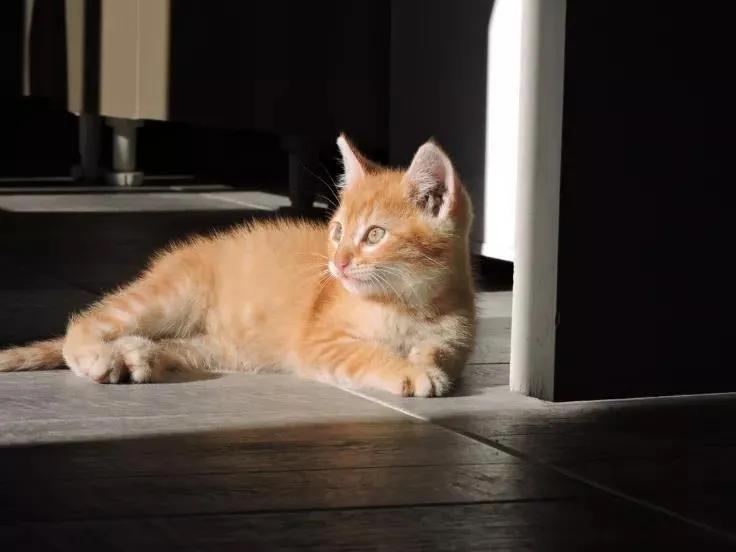 猫鼻子突然长了块黑斑,猫咪鼻子突然长痣