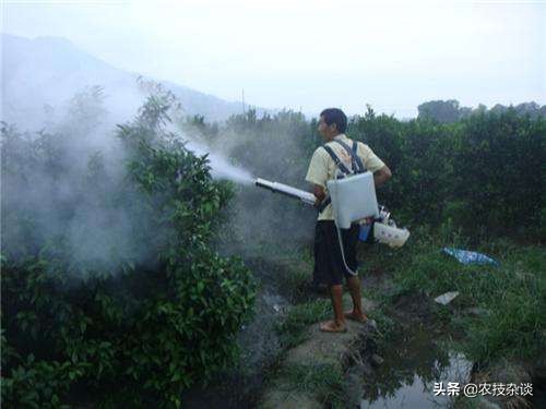 苹果食心虫防治,苹果叶片虫害