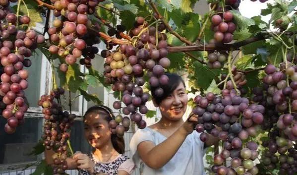 庭院水泥地面夏天热怎么办,农村水泥地庭院太热