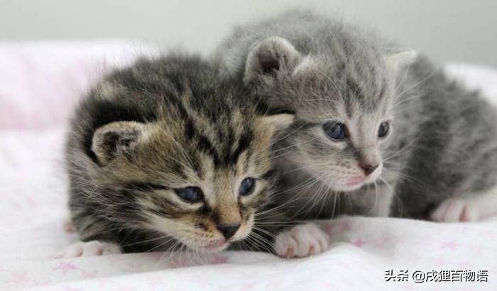 猫咪打疫苗发烧呕吐怎么办,如果猫咪生病了会有什么表现