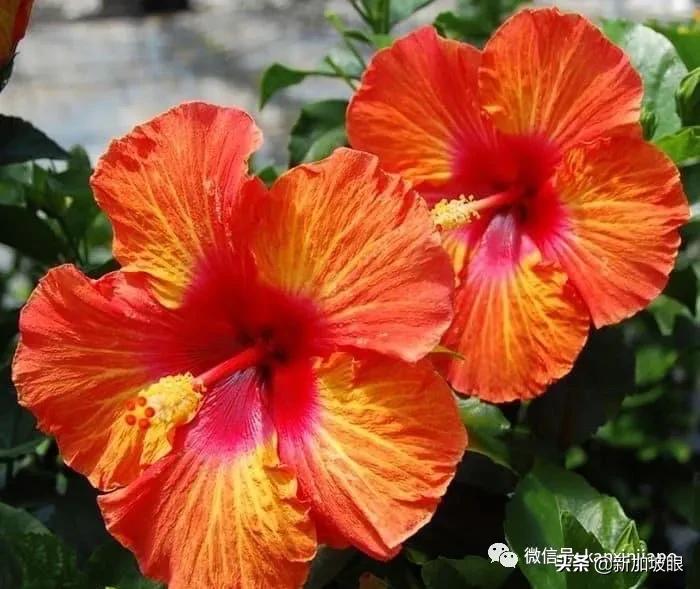 大红花和扶桑木槿有什么区别,木槿花和扶桑花哪个品种好