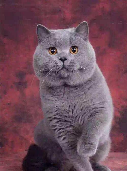 世界上的三大蓝猫品种,世界上体型最大的蓝猫