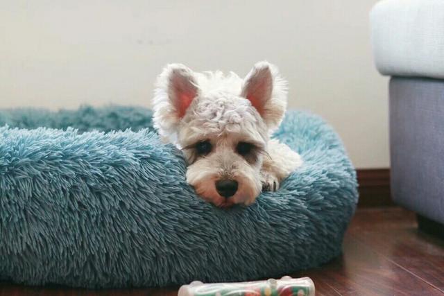 狗狗最近莫名其妙的特别粘人,明明狗狗很粘自己但是还是护食