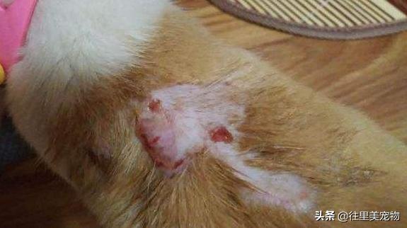 狗狗发生意外,狗狗意外紧急处理方法