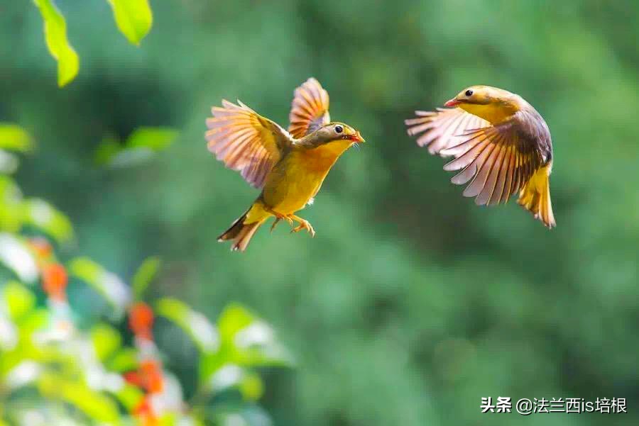 鸟类中最凶猛的是哪一个,鸟类捕食的12个无情时刻