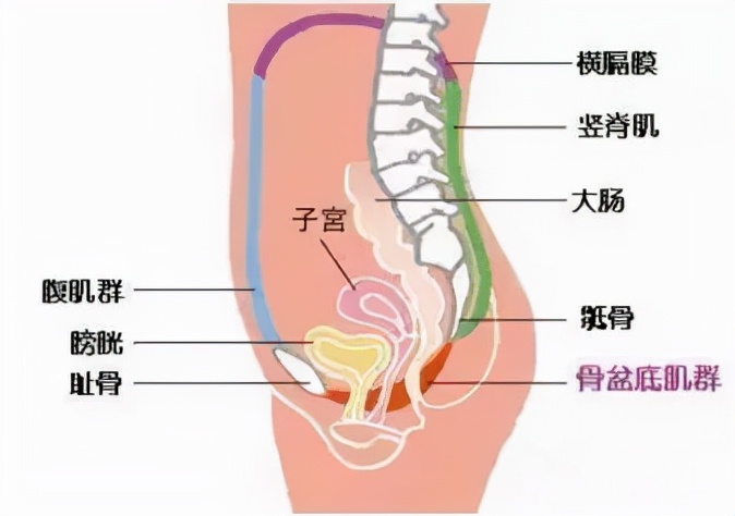 盆底康复治疗多少钱,盆底康复治疗过程图解