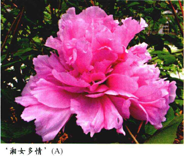 牡丹，熟悉而陌生——“花王”的前世今生，带你重新认识牡丹