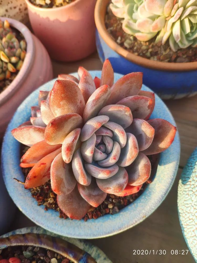 多肉不适合新手养,多肉入坑到什么程度好