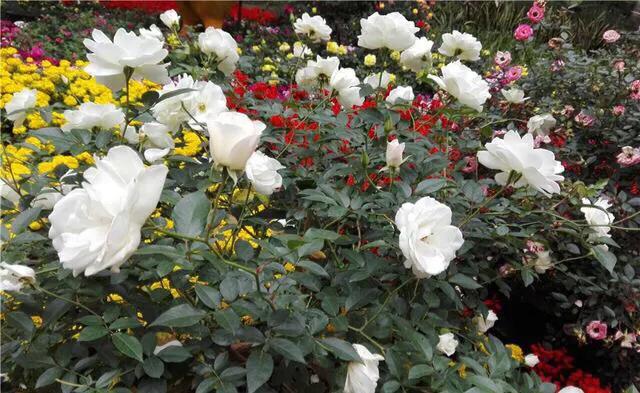 深圳花海景区推荐图片大全,深圳哪里有大片花海