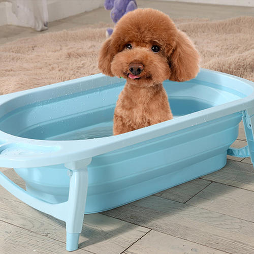 养泰迪有什么要关注的,养泰迪都是需要关注什么