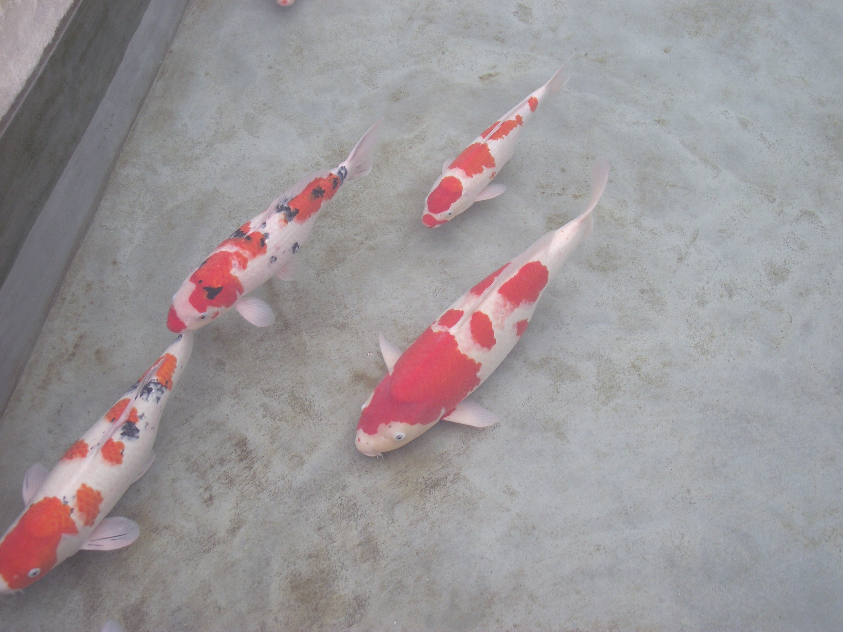 锦鲤池养殖方法图解,锦鲤繁殖全过程纪录片