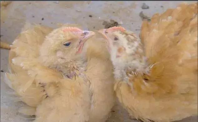 狂言君侃球全明星首发,篮球狂言君