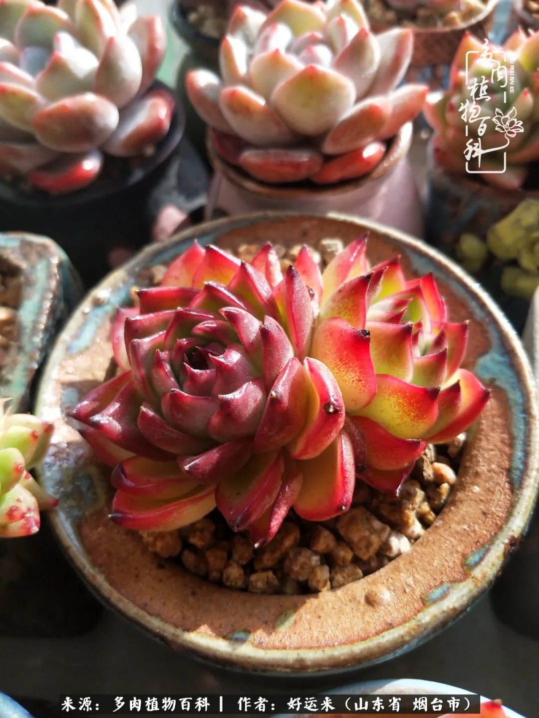 这世上怎么会有那么可爱的小可爱,这世上怎么有这么可爱的小生物