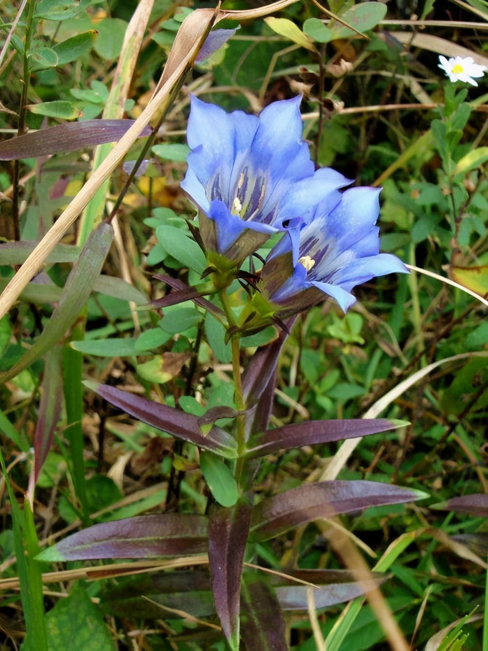 神农本草经中的药材图片,神农本草经高清彩图