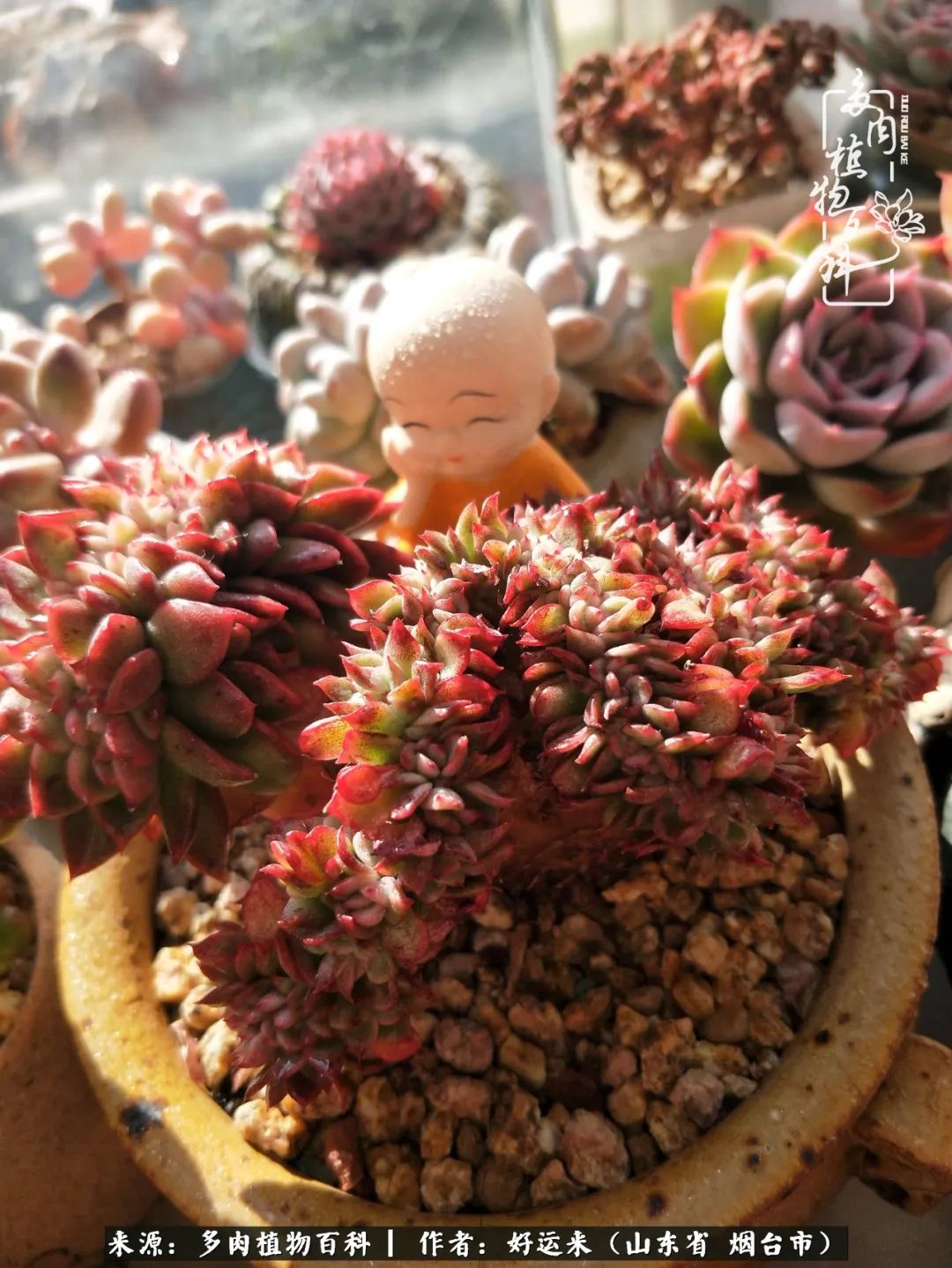 这世上怎么会有那么可爱的小可爱,这世上怎么有这么可爱的小生物