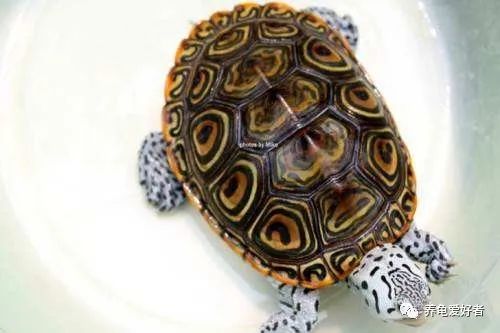 龟病用草药治疗方法,治龟病最佳药物