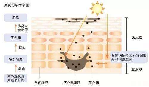美白成分中谁最有用,美白成分一般排在第几位