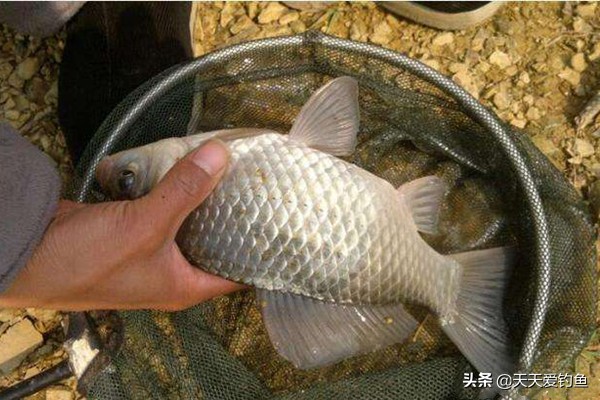 野钓鲫鱼最好用最厉害的窝料配方,野钓鲫鱼的窝料配方大全