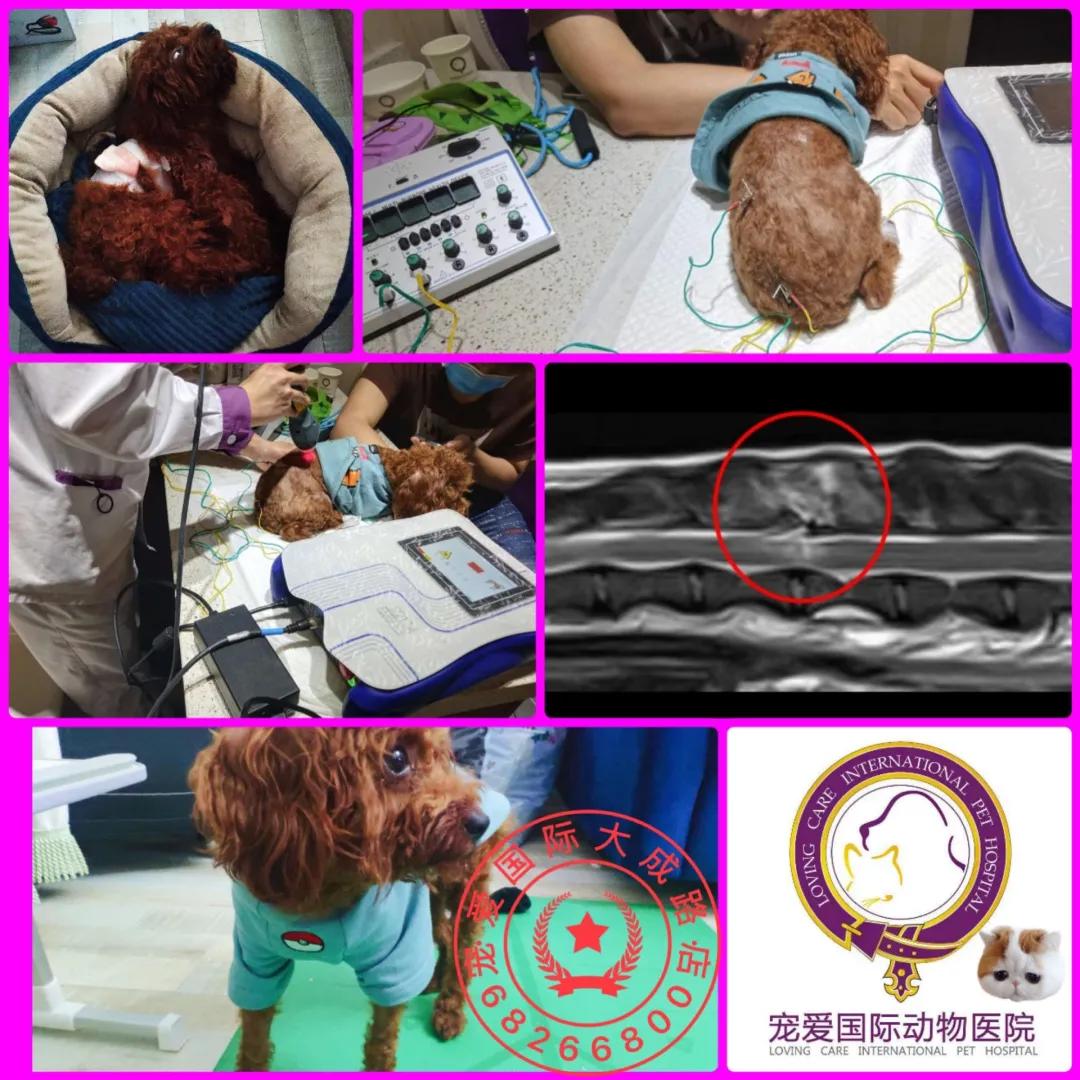 如果狗狗被抓伤了怎么办,如果被狗狗咬伤了怎么办