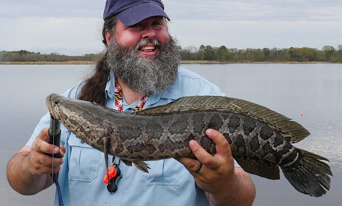 深海黑鱼有多恐怖,巨型亚洲黑鱼