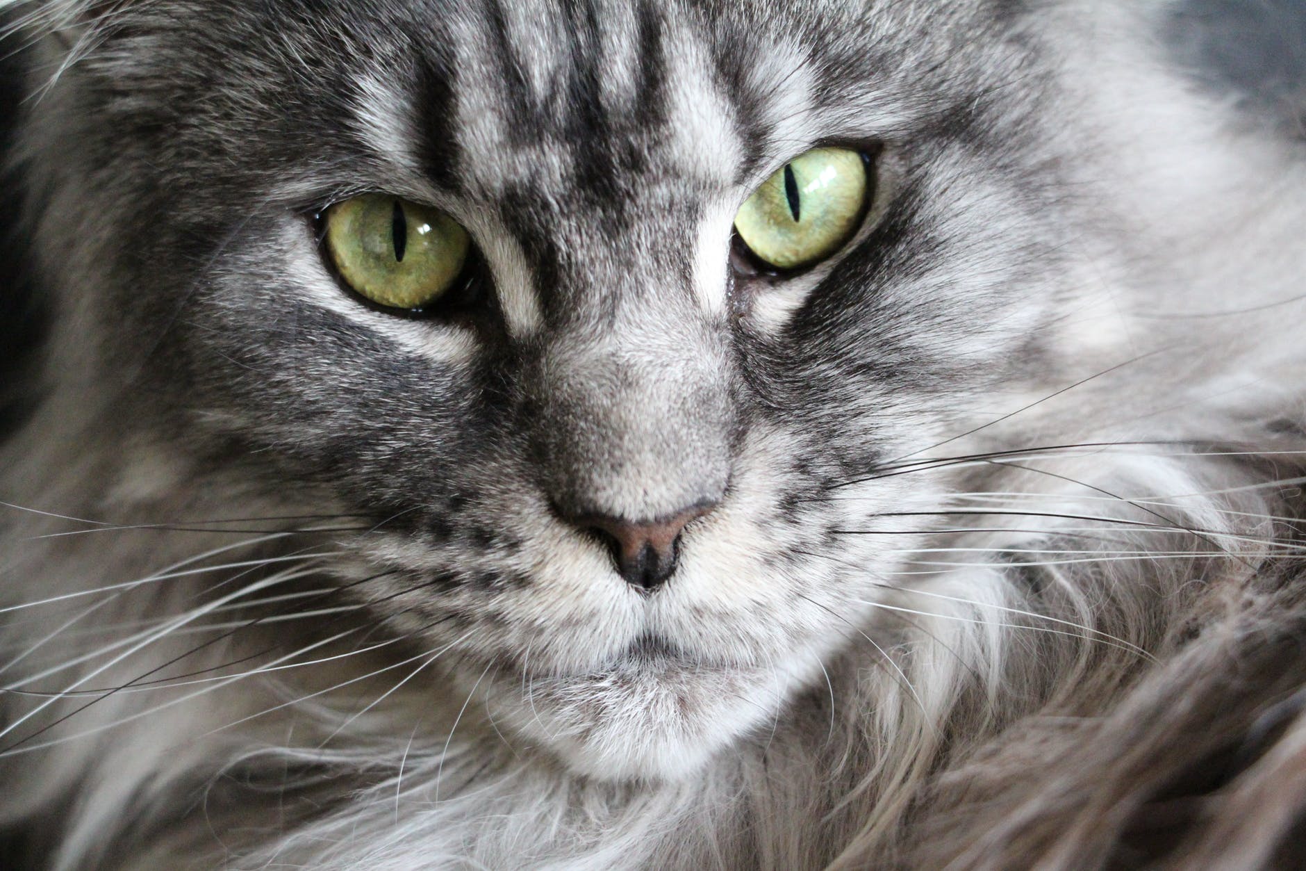 公猫绝育手术后猫咪大便有血,猫咪绝育手术后要吃止疼药吗